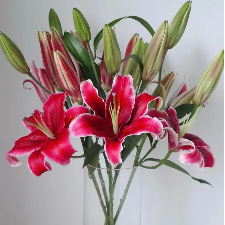 【香之谷】黑美人香水单瓣百合（一单普通快递 二单德邦空运)