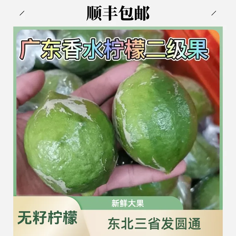 广东无籽香水柠檬二级花皮果现摘新鲜果香味浓奶茶店专用大果薄皮