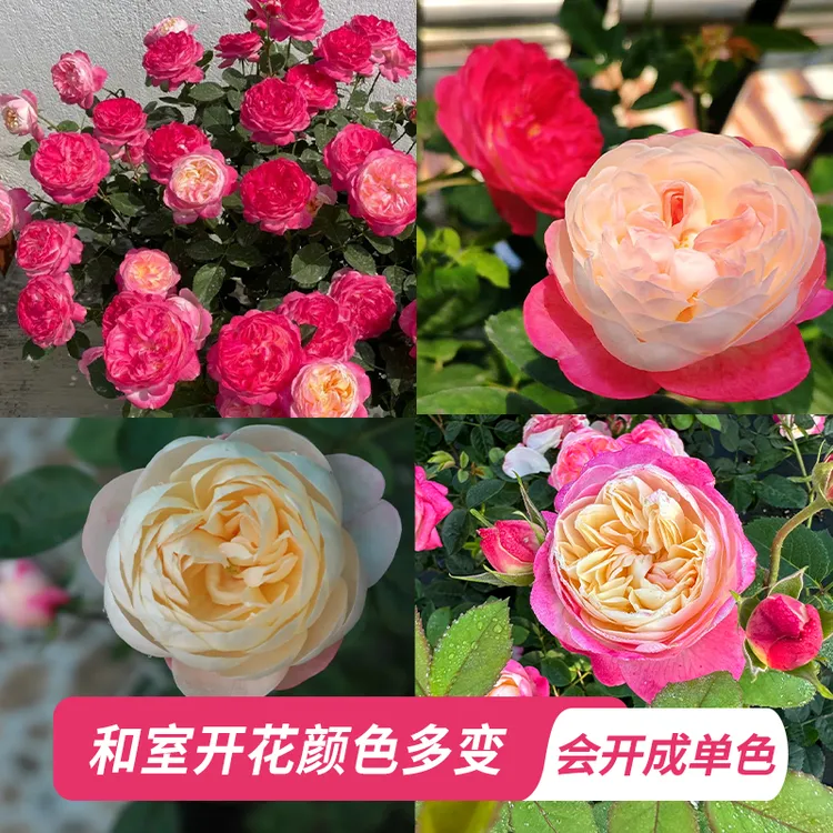 惠惠的花园灌木月季和室浓香阳台花苗盆栽网红植物月季花庭院植物