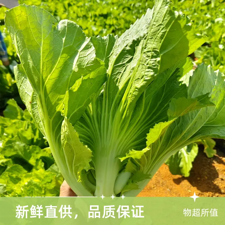 场地直销新鲜包芯芥菜盖菜青菜苦菜广西现摘蔬菜做泡菜酸菜腌菜