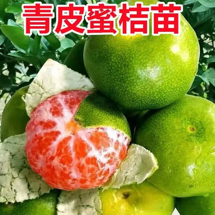 早熟新品种青皮桔子苗 九月成熟 盆栽地栽桔子苗庭院种植