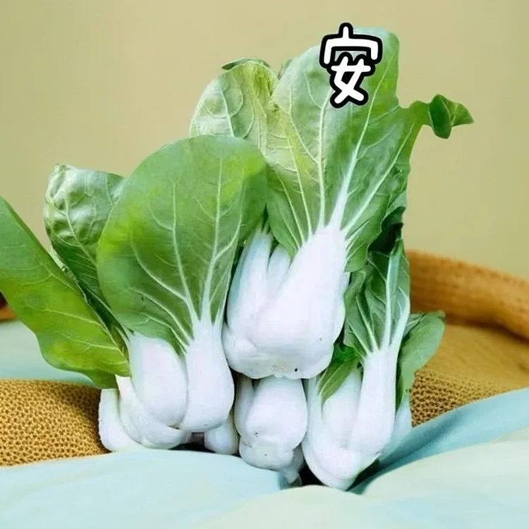 安徽安庆矮脚黄露天霜冻青菜甜糯奶油青菜时令【农家自种矮脚黄】