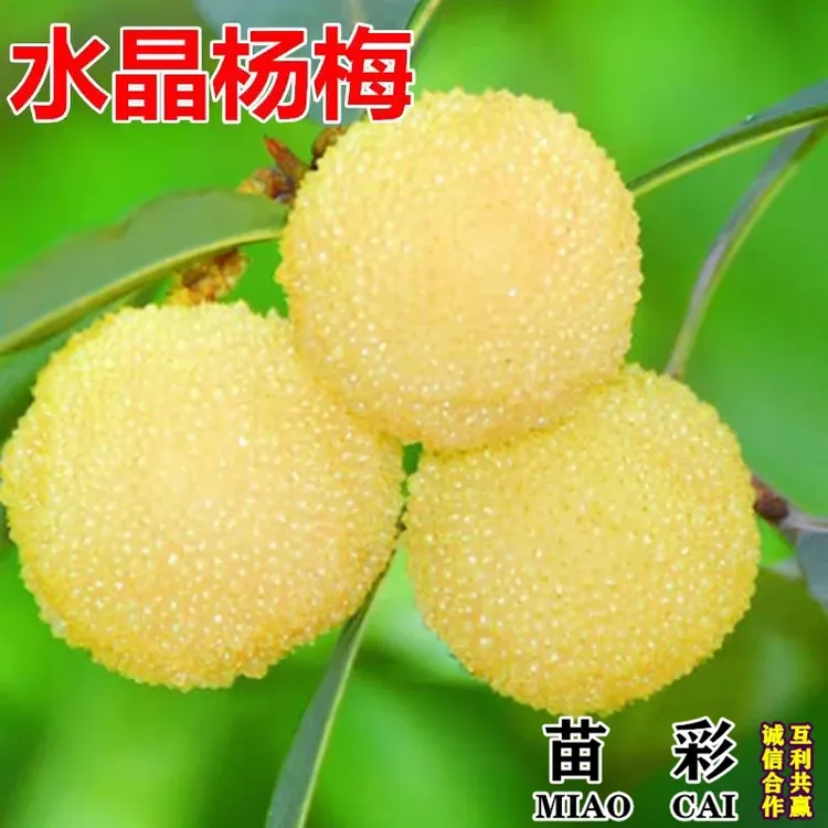 水晶白杨梅树树苗南北方红白沙特大果树果苗盆栽嫁接早熟当年结果