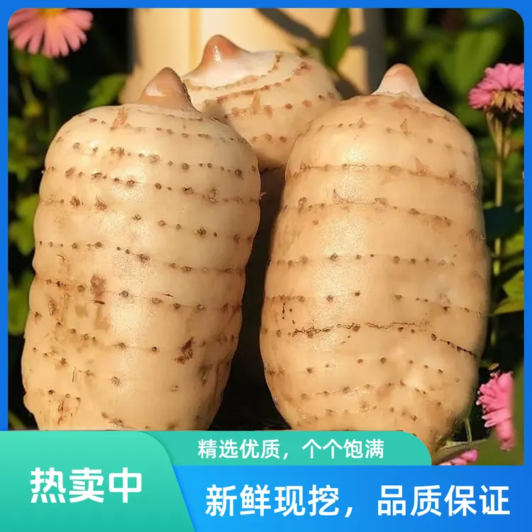 【云南新鲜正宗乌天麻】彝良小草坝仿野种植新鲜天麻原产地直销营养