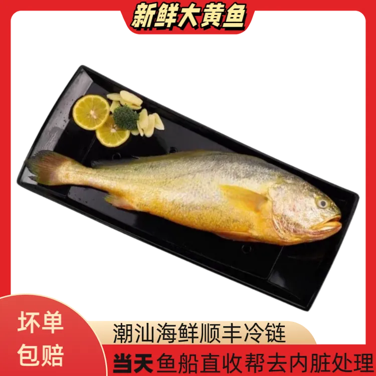 新鲜黄鱼深海海捕大黄花鱼新鲜冷冻养殖大黄龙放养黄鱼海鲜水产