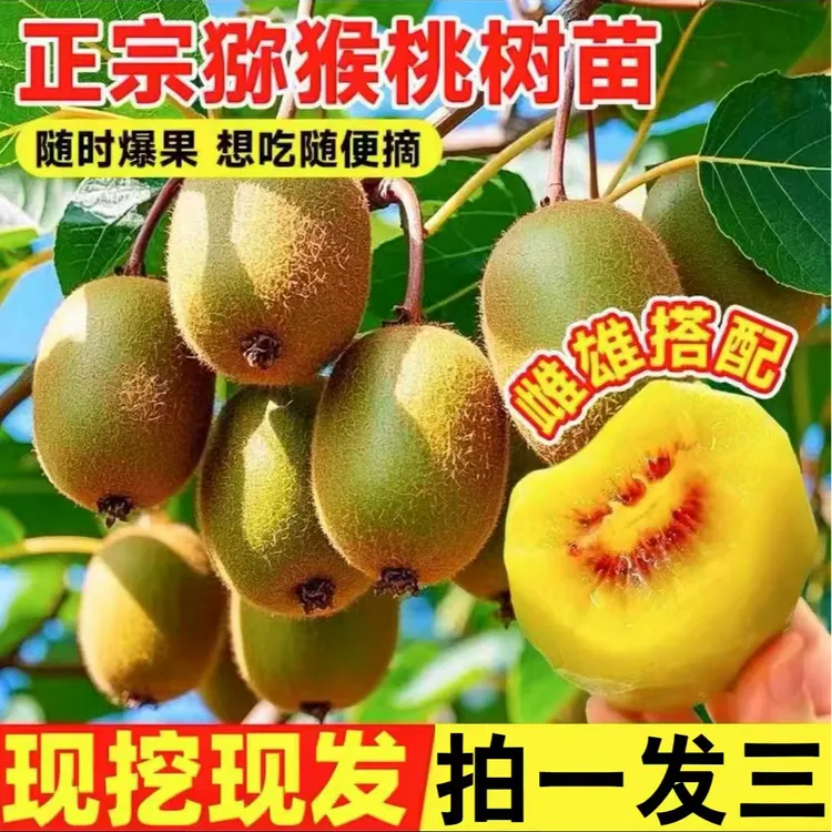 【拍一发三抢！】正宗猕猴桃公母同株盆栽地栽南北方种植耐寒结果苗商品图