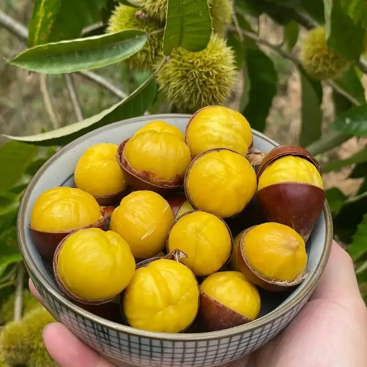 山东正宗板栗新鲜批发香甜粉糯好剥皮生板栗甜正宗产地直播毛栗子