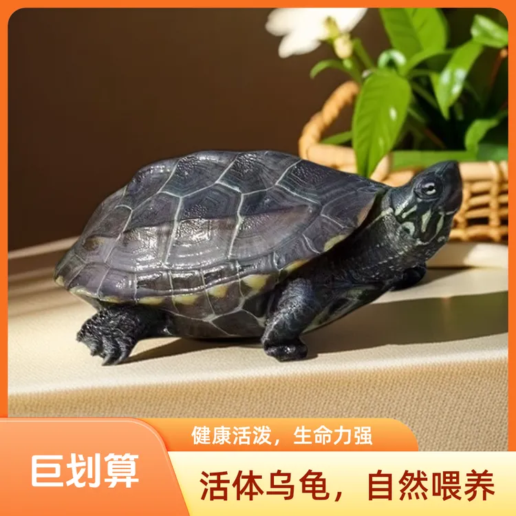 中华大头金线草龟活龟乌龟活体乌龟纯种活体宠物大头金线草龟墨龟
