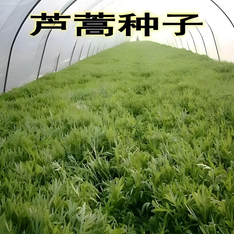 【芦蒿种子】四季种植盆栽地栽阳台小院种植