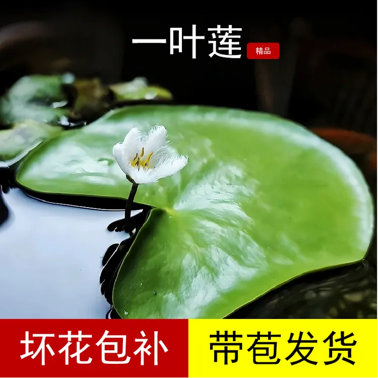 （精品）一叶莲水培植物室内阳台四季开花可鱼缸造景水生花卉