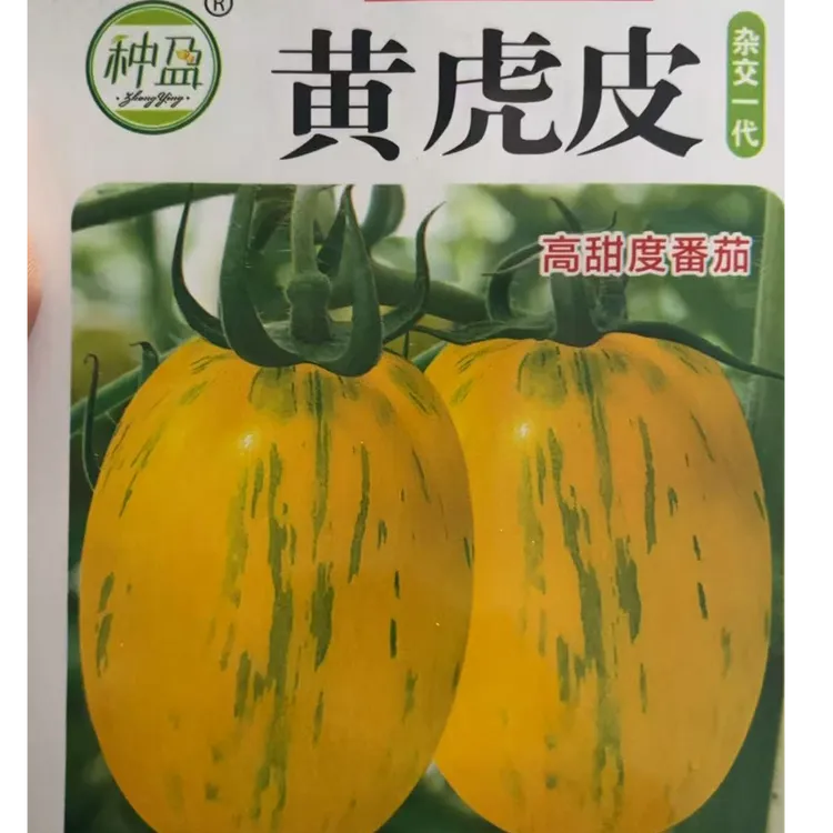 种盈黄虎皮柿子种子