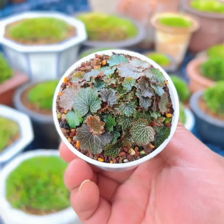 【云溪先生柒】迷你姬虎耳观赏七变化御锁车虎耳草苗姬虎儿植物绿植