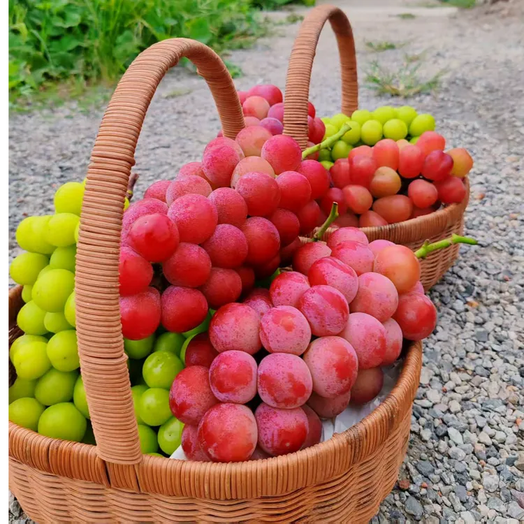 马陆香一园葡萄,4个品种葡萄组合,江浙沪皖包邮