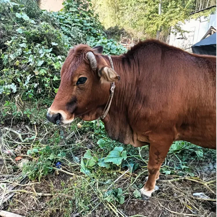 【称重】金寨老黄牛肉称重 顺丰包邮