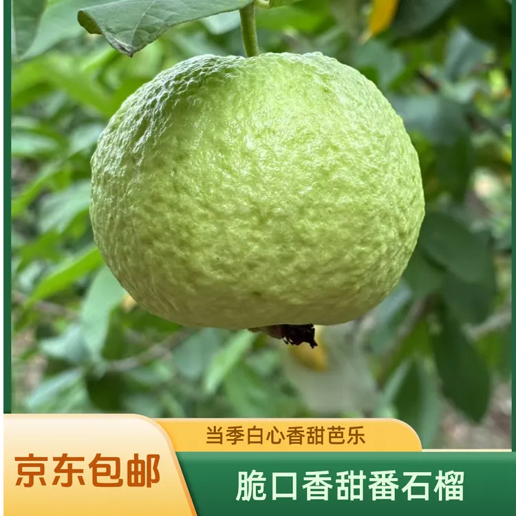 果园直发万顷沙本地脆甜珍珠番石榴低糖低卡芭乐现摘现发