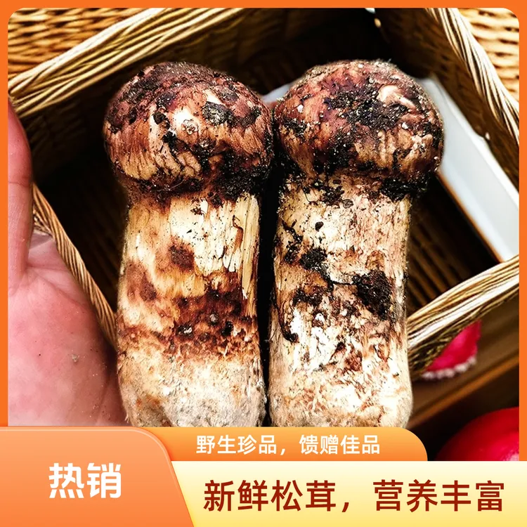 云南野生菌新鲜松茸菌/松口菌菇顺丰冷链包邮
