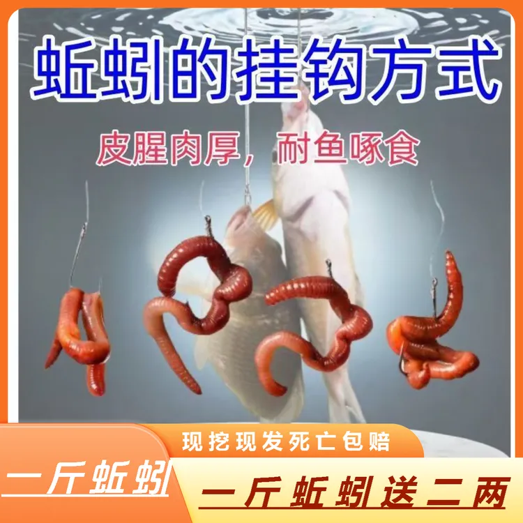 【一斤装】鲜活蚯蚓活饵适用于户外黑坑钓鲫鱼鲤鱼的通用垂钓饵料