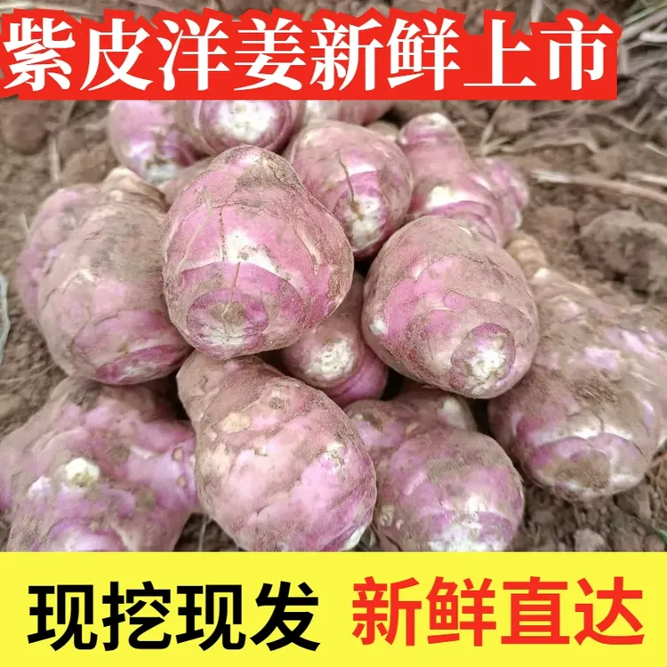 洋姜新鲜现挖鬼子姜不辣菊芋可泡菜生吃脆甜水果姜5斤3斤红皮洋姜