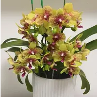 小众高货 带香味 趣味蝶3个花剑【格罗塞托】蜡质花蝴蝶兰花期超长