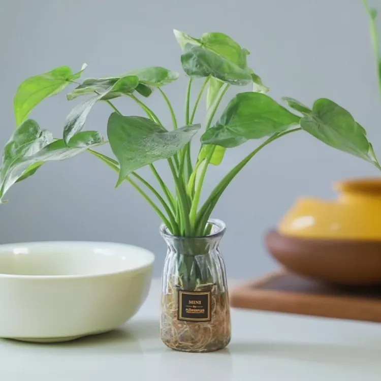 霸海芋去甲醛滴水观音招财芋绿植净化空气室内大型花卉王绿植