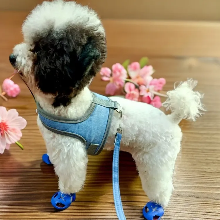 狗狗四季鞋【主播推荐】