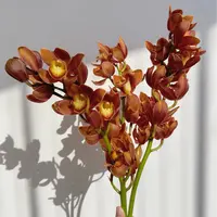 【云舍花卉】【咖啡色】大花蕙兰1支 全场鲜花任意满两单及以上包邮