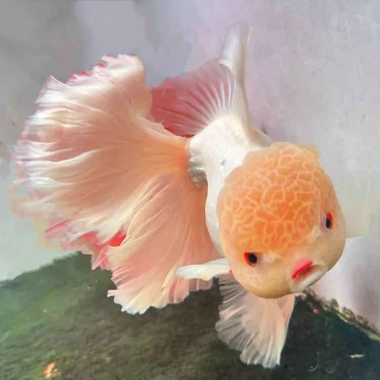 精品百褶泰狮观赏鱼好养耐活（无开箱视频不售后）以直播画面为准