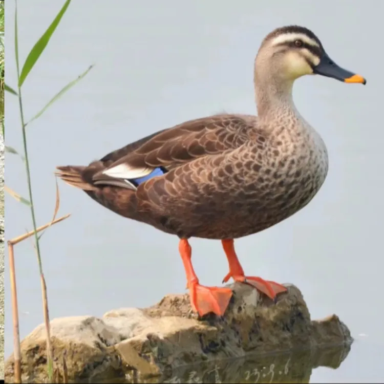 纯五谷杂粮二代生态养殖眉鸭