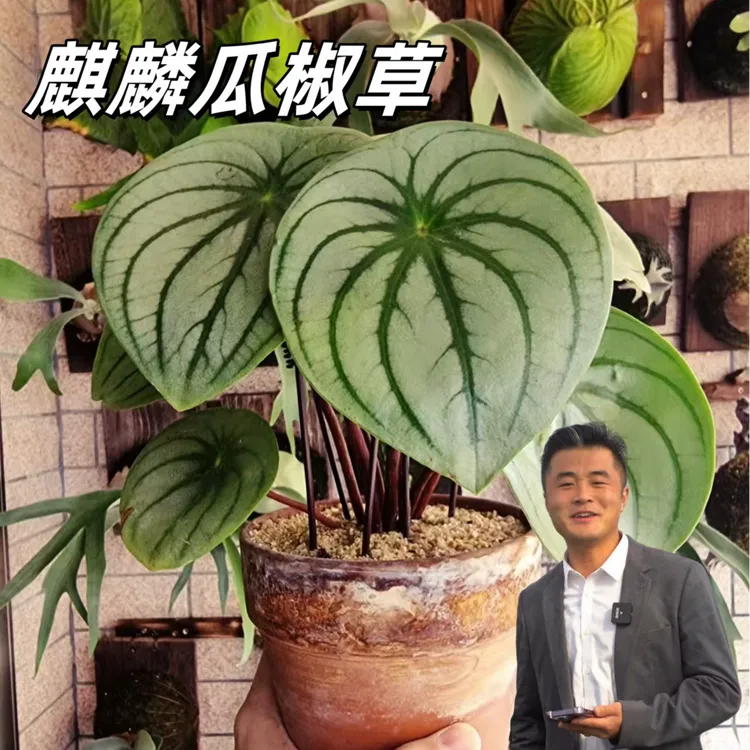 【热植馆】麒麟瓜椒草高端室内绿植盆栽网红ins风绿植高端