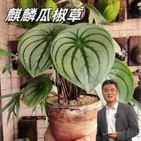 【热植馆】麒麟瓜椒草高端室内绿植盆栽网红ins风绿植高端