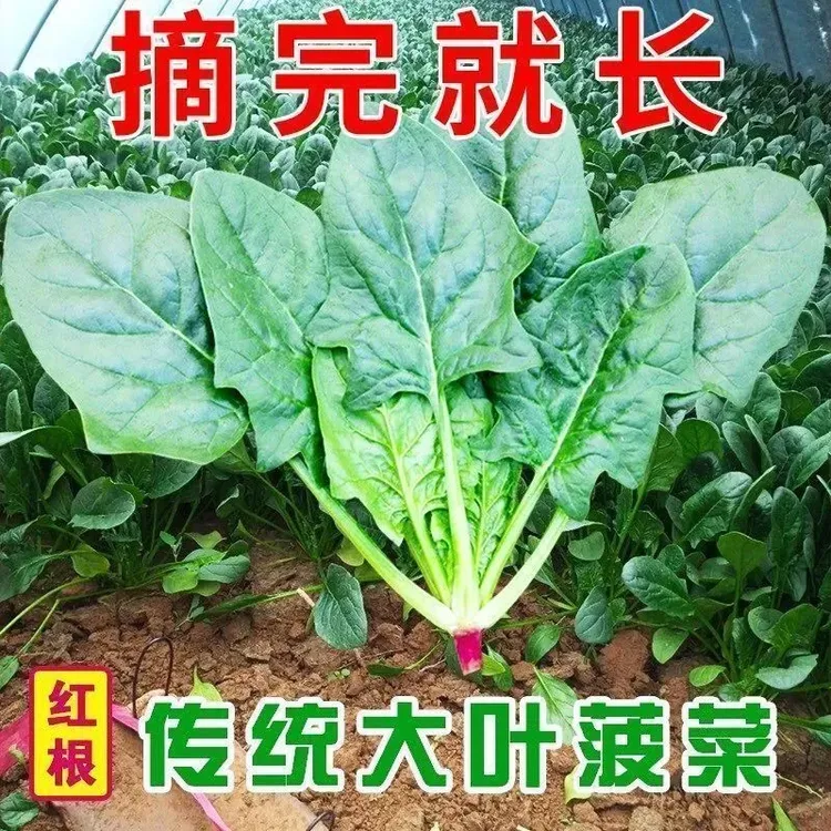 红根四季耐热耐寒趴地菠菜种子可盆栽地栽适合阳台小院种植