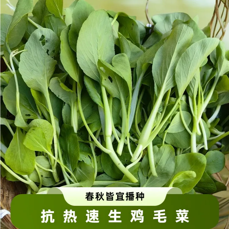 鸡毛菜蔬菜种子上海青菜种抗热小青菜菜籽批发种子菜籽种种子孑