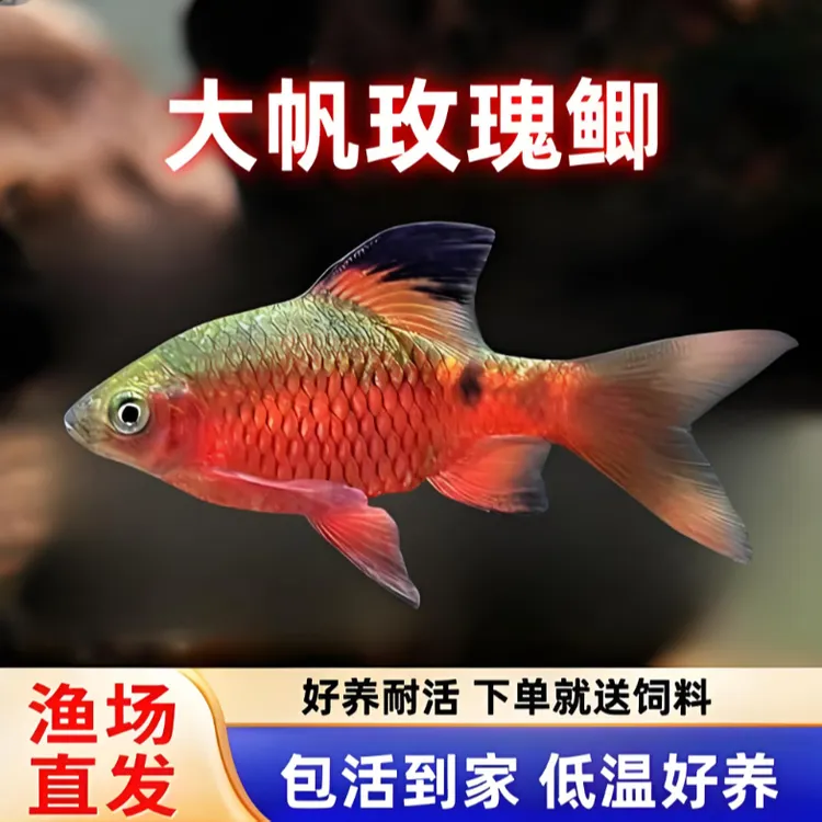 大帆玫瑰鲫长尾冷水鱼原生鱼溪流缸耐低温小型观赏鱼活体新手练手