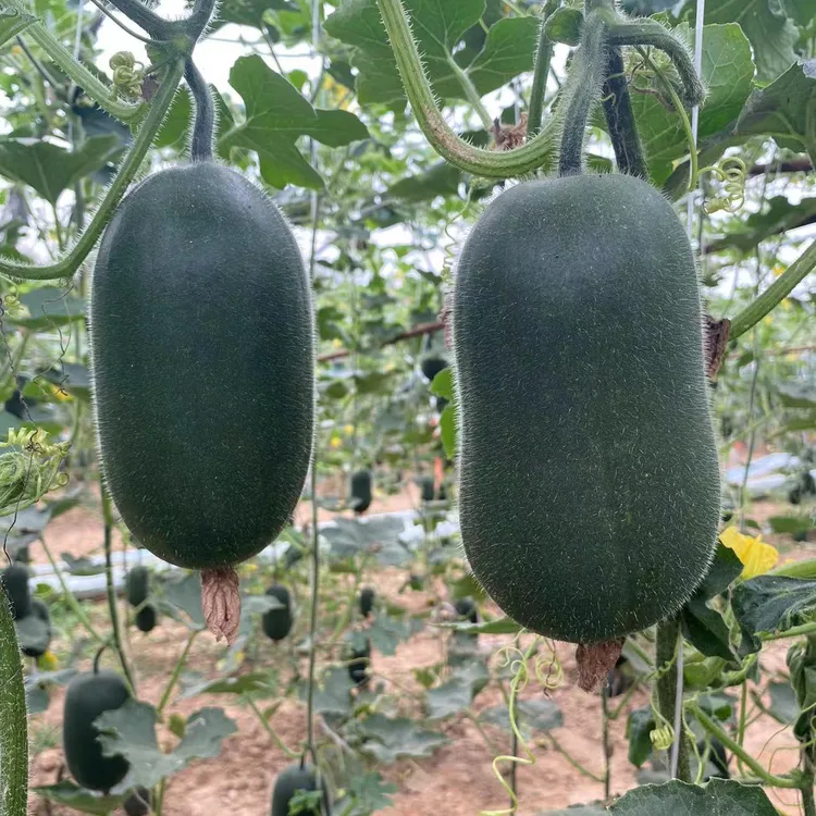 香冬瓜东瓜新鲜现摘冬瓜农家青皮小个冬瓜糯面新鲜蔬菜当季