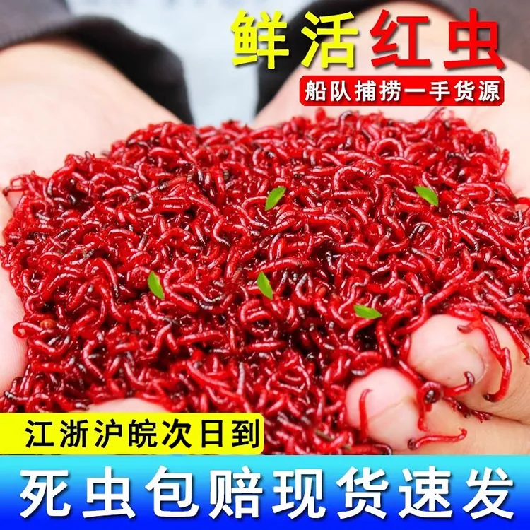 鲜活红虫特大号公虫活体活饵鲫鱼野钓优质营养鱼饵