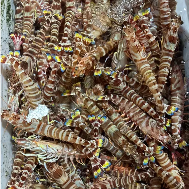 直播-【产季优惠中】海捕大红虾 九节虾 斑节虾 花虾 鲜活冻 烤大虾 生鲜