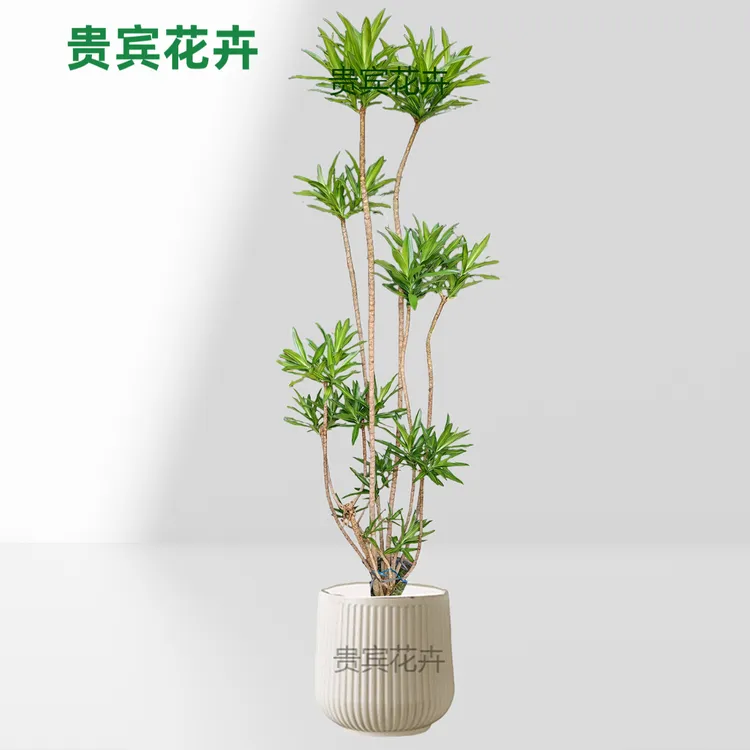 金心百合竹大型盆栽绿植净化空气适合室内客厅摆放金星百合竹