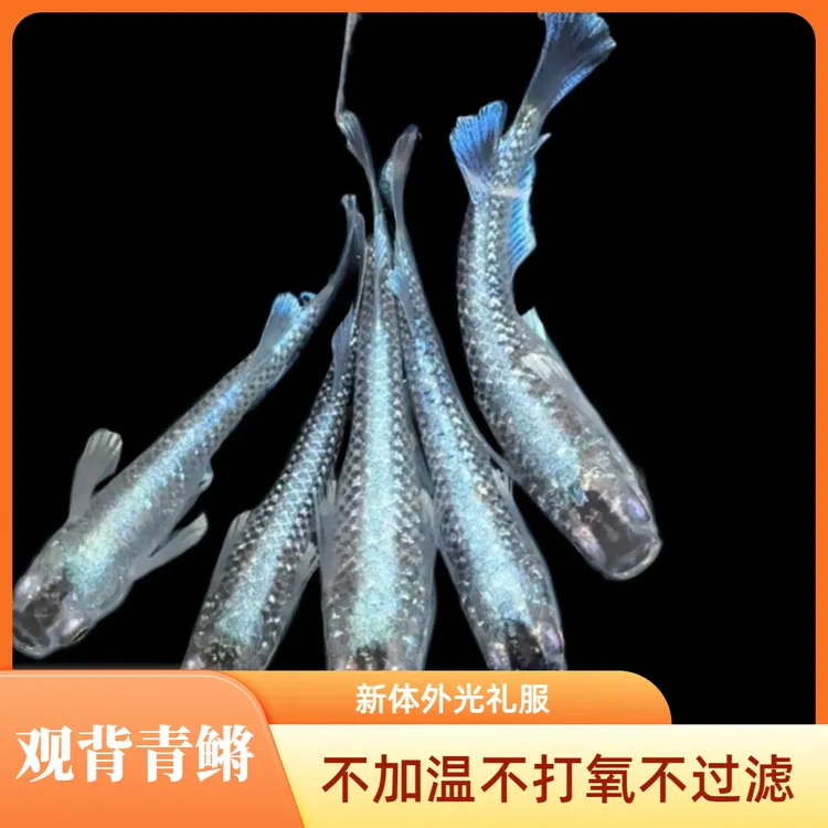 观背青鳉 新体外光午夜礼服 无需打氧过滤加温冷水鱼易养易活