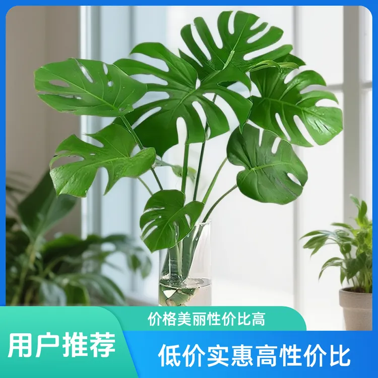 水培植物龟背竹盆栽老桩耐阴室内观叶常青水培植物室内懒人养不死