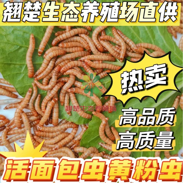 活面包虫鱼饵窝料蛋白虫黄粉虫鱼食龟粮鸟食鸡饲料蝎子蛙食仓鼠粮