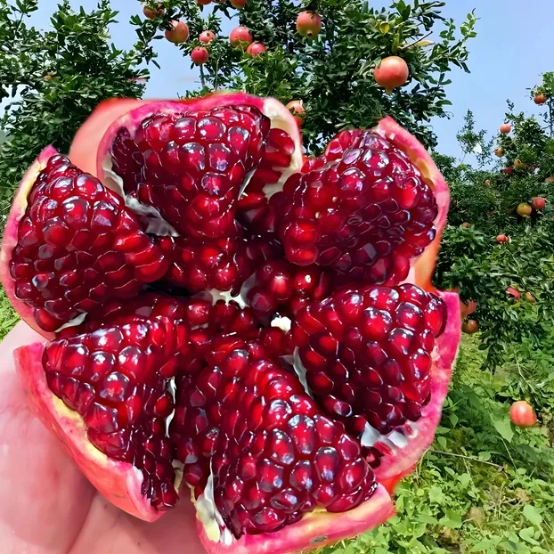 M 软籽石榴爆汁皮薄 四川会理石榴无籽石榴 5斤大果