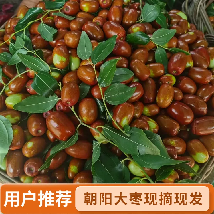 中小果朝阳大枣净重5斤口感酸甜包邮
