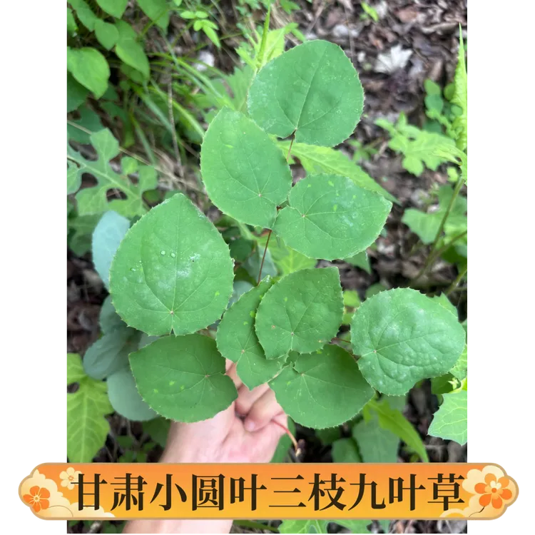 甘肃小圆叶三枝九叶草中药材枸杞送淫山羊藿中药材正品官方