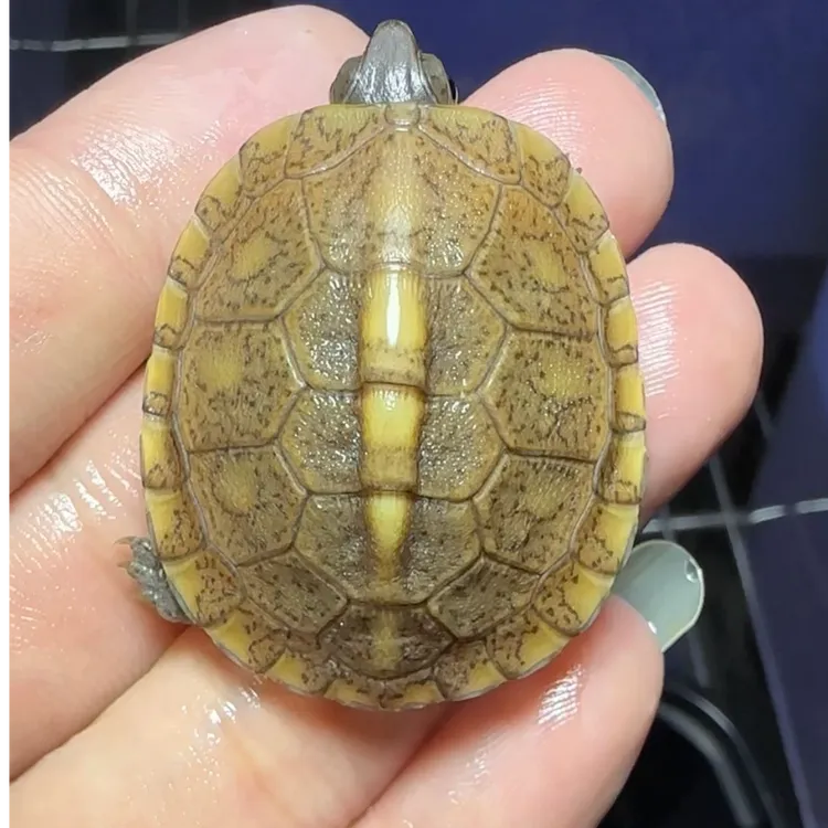 北卡东箱苗东部箱龟苗卡莱罗纳箱龟苗三趾箱龟佛箱