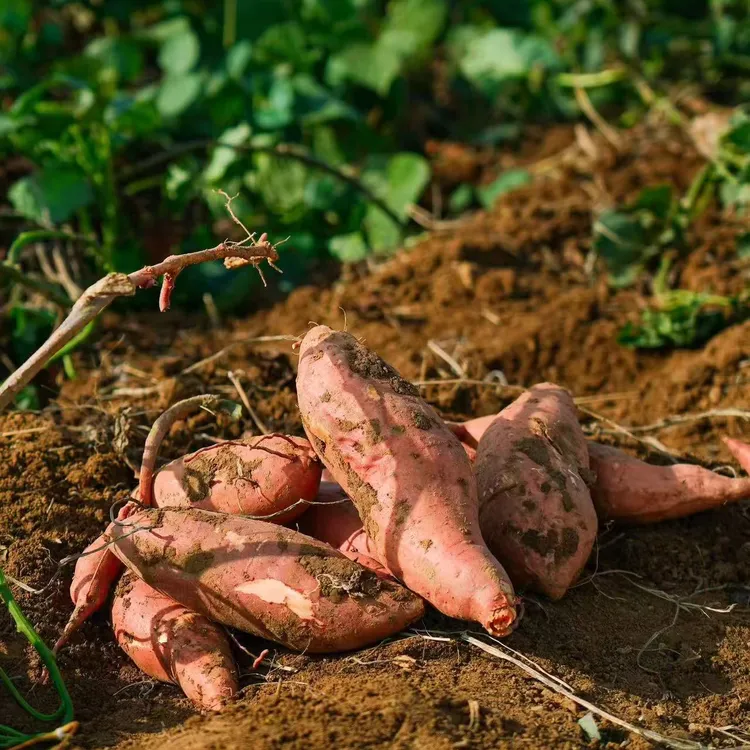 张超家新鲜现挖河南郏县岗地红薯地瓜皮薄美味软糯香甜