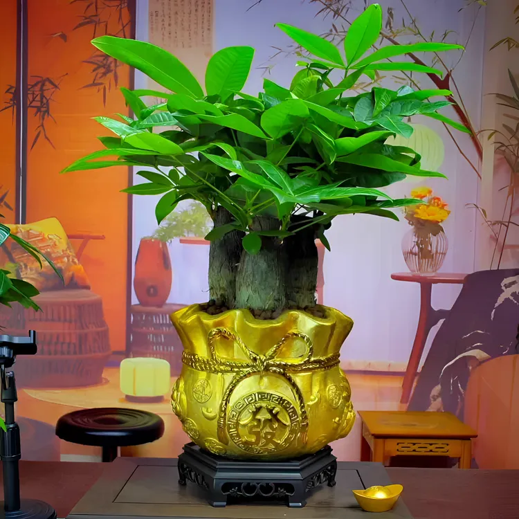 三棵发财树电镀金陶瓷盆寓意好室内高端盆景《升级版》