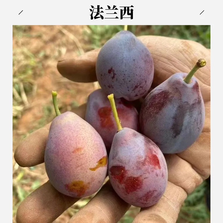 李子树 西梅树 法兰西 蓝蜜 黄金 蜂糖南北方盆栽地栽