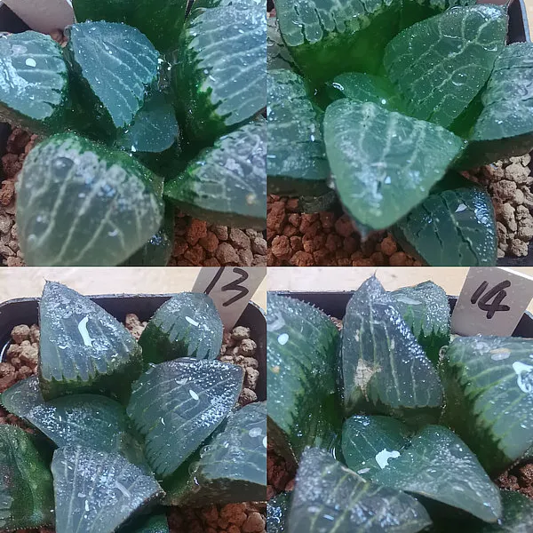 1-6实生寿一物一拍根系好品相佳带盆发货多肉植物10月9日更新