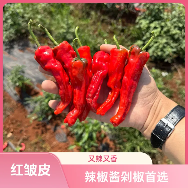 特辣红皱皮辣椒又辣又香剁椒辣椒酱首选皮薄香辣籽少3/5斤