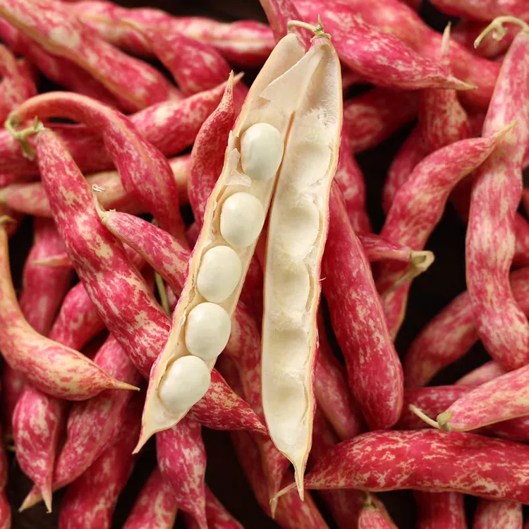 东北吉林梨树红金钩豆角新鲜现摘豆粒饱满皮薄